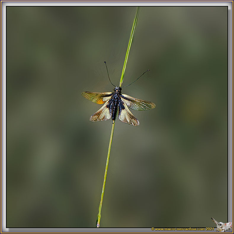 Ascalaphe